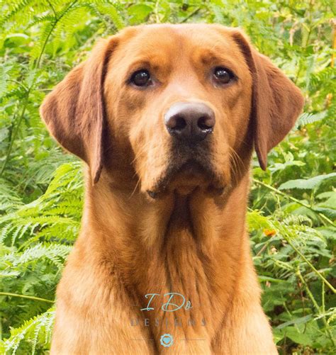 red fox lab gucci dog|red fox lab lab.